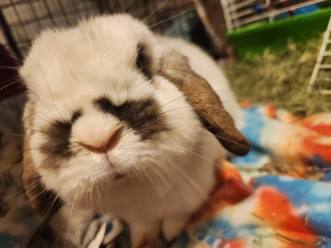 Sahara, Adopted, Adult Female Holland Lop.