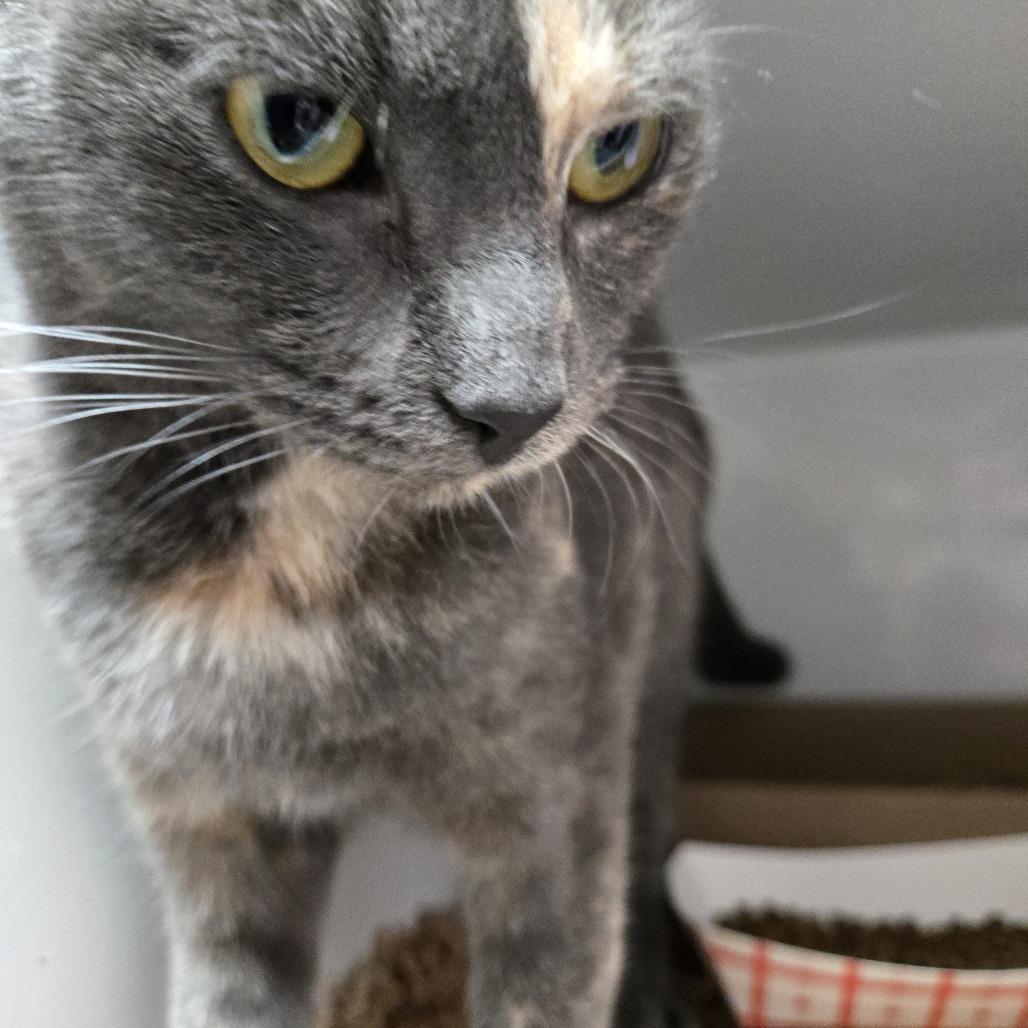 Turtle, Adoptable, Adult Female Domestic Short Hair.