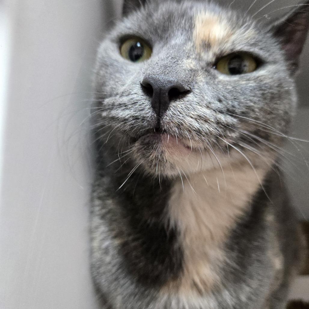 Enlarge Turtle, a Adoptable Domestic Short Hair in Branson, MO image 2/6