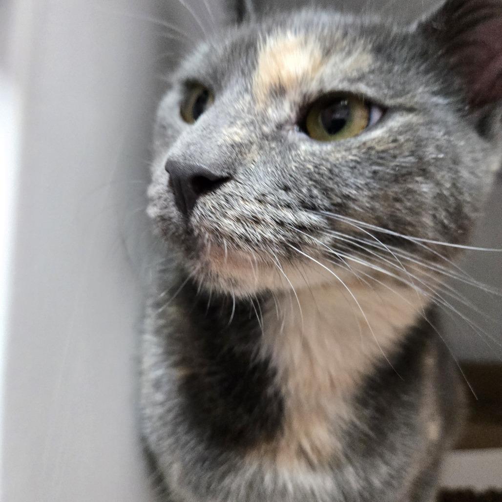 Enlarge Turtle, a Adoptable Domestic Short Hair in Branson, MO image 3/6