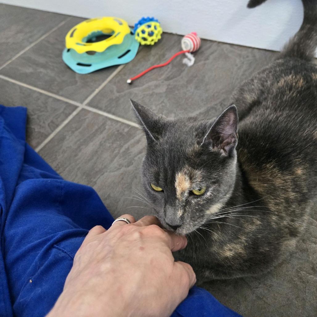 Enlarge Turtle, a Adoptable Domestic Short Hair in Branson, MO image 4/6