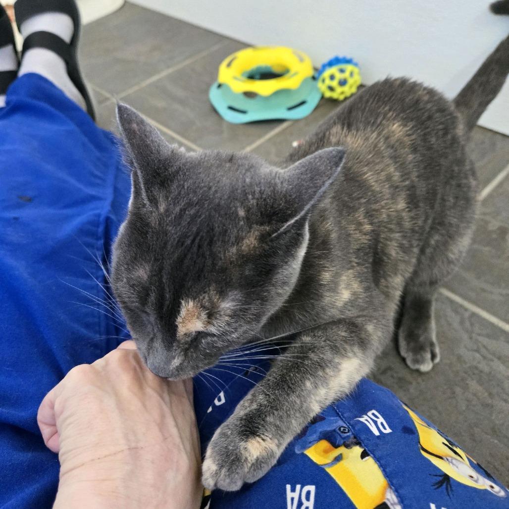 Enlarge Turtle, a Adoptable Domestic Short Hair in Branson, MO image 5/6