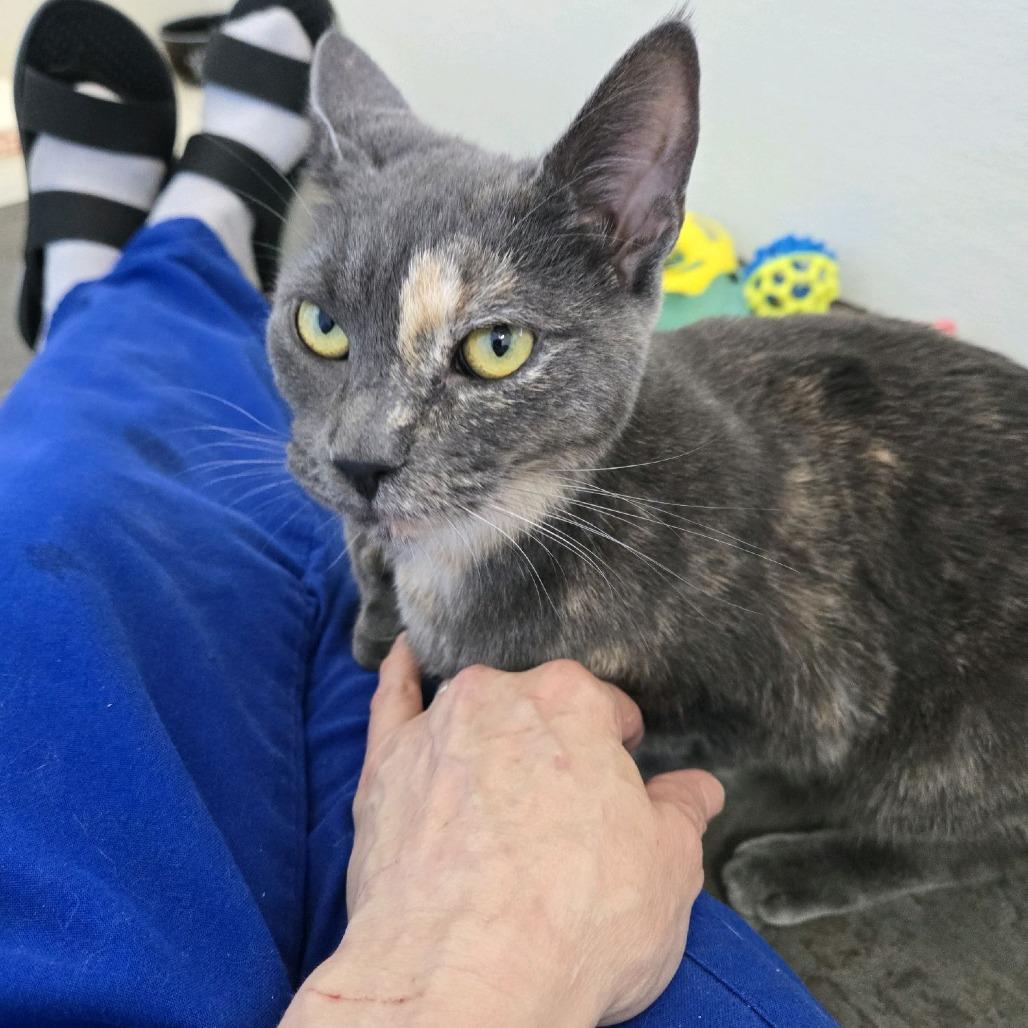 Enlarge Turtle, a Adoptable Domestic Short Hair in Branson, MO image 6/6