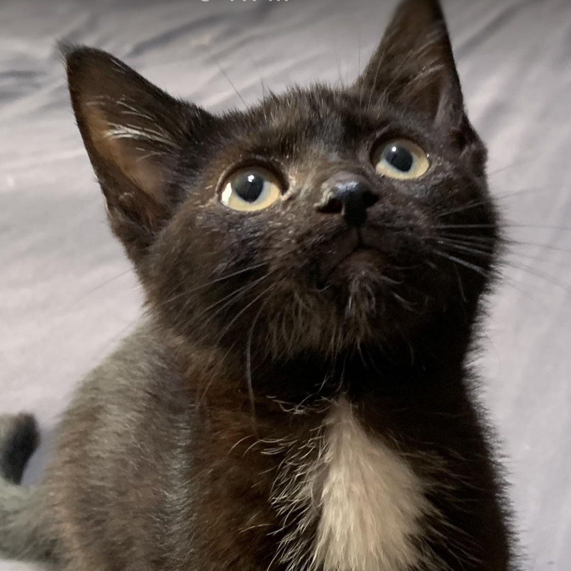 Enlarge Solo, a ADOPTABLE Domestic Short Hair in Davisburg, MI image 1/1
