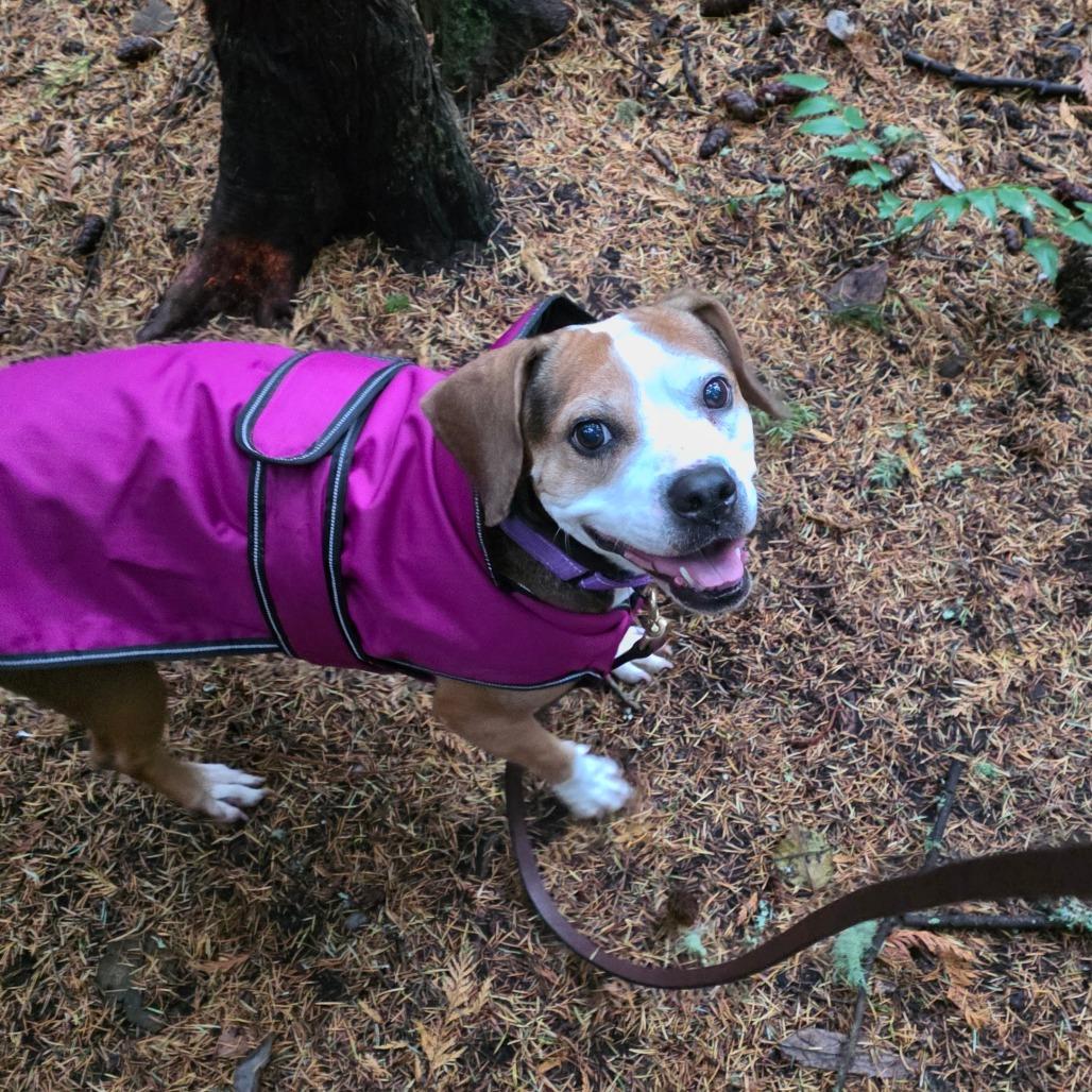 Enlarge Matilda, a Adoptable Beagle in Port Townsend, WA image 1/6