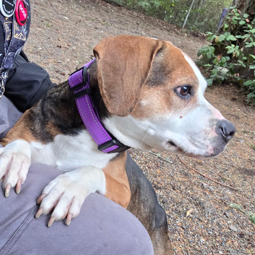 Enlarge Matilda, a Adoptable Beagle in Port Townsend, WA image 2/6
