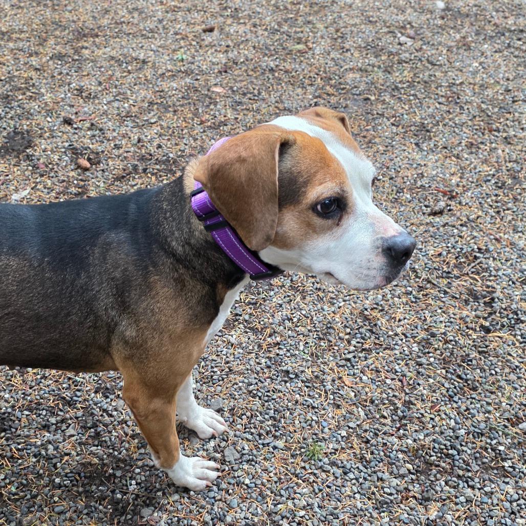 Enlarge Matilda, a Adoptable Beagle in Port Townsend, WA image 3/6