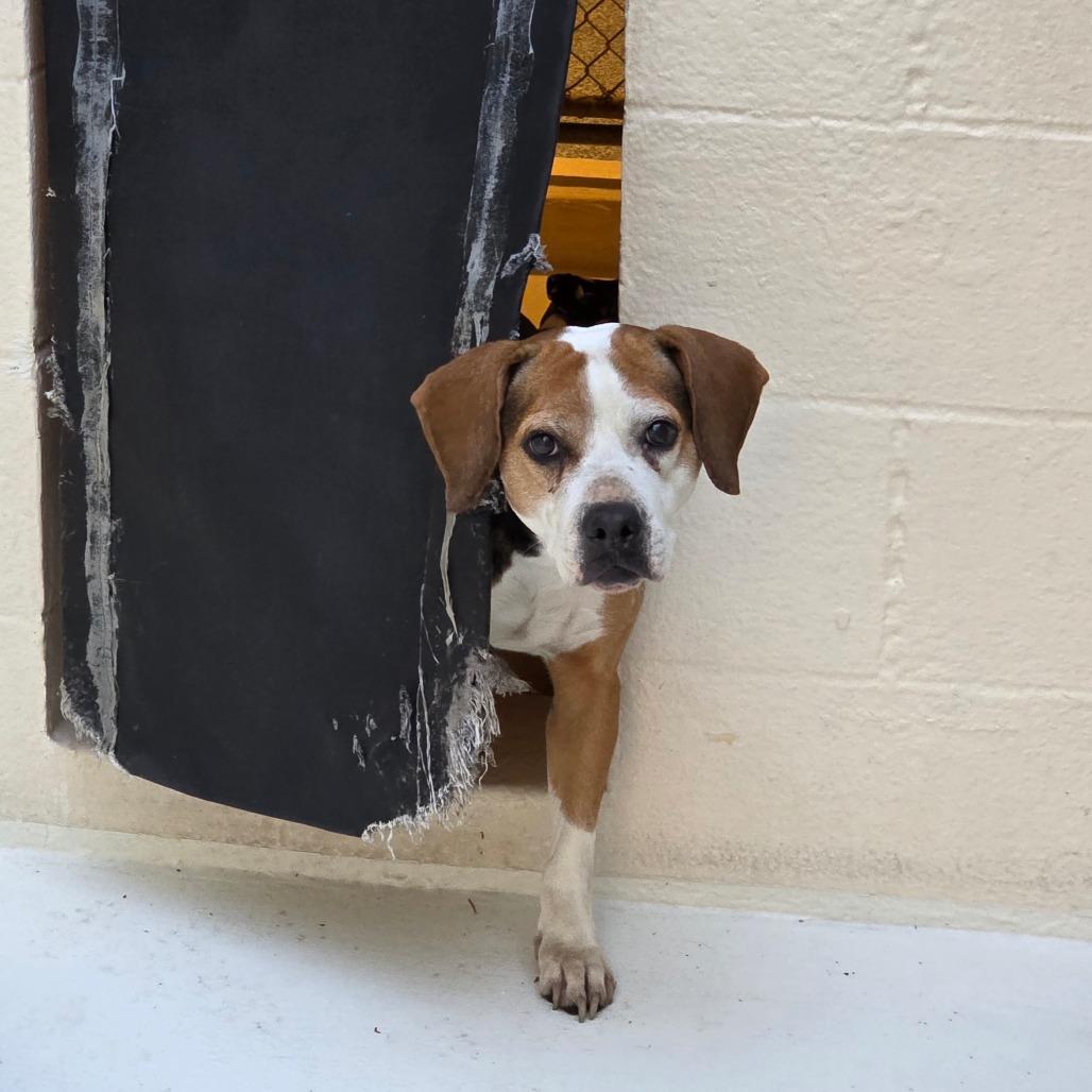 Enlarge Matilda, a Adoptable Beagle in Port Townsend, WA image 4/6