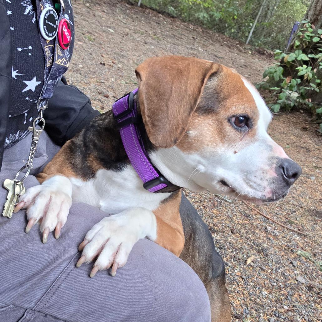 Enlarge Matilda, a Adoptable Beagle in Port Townsend, WA image 5/6