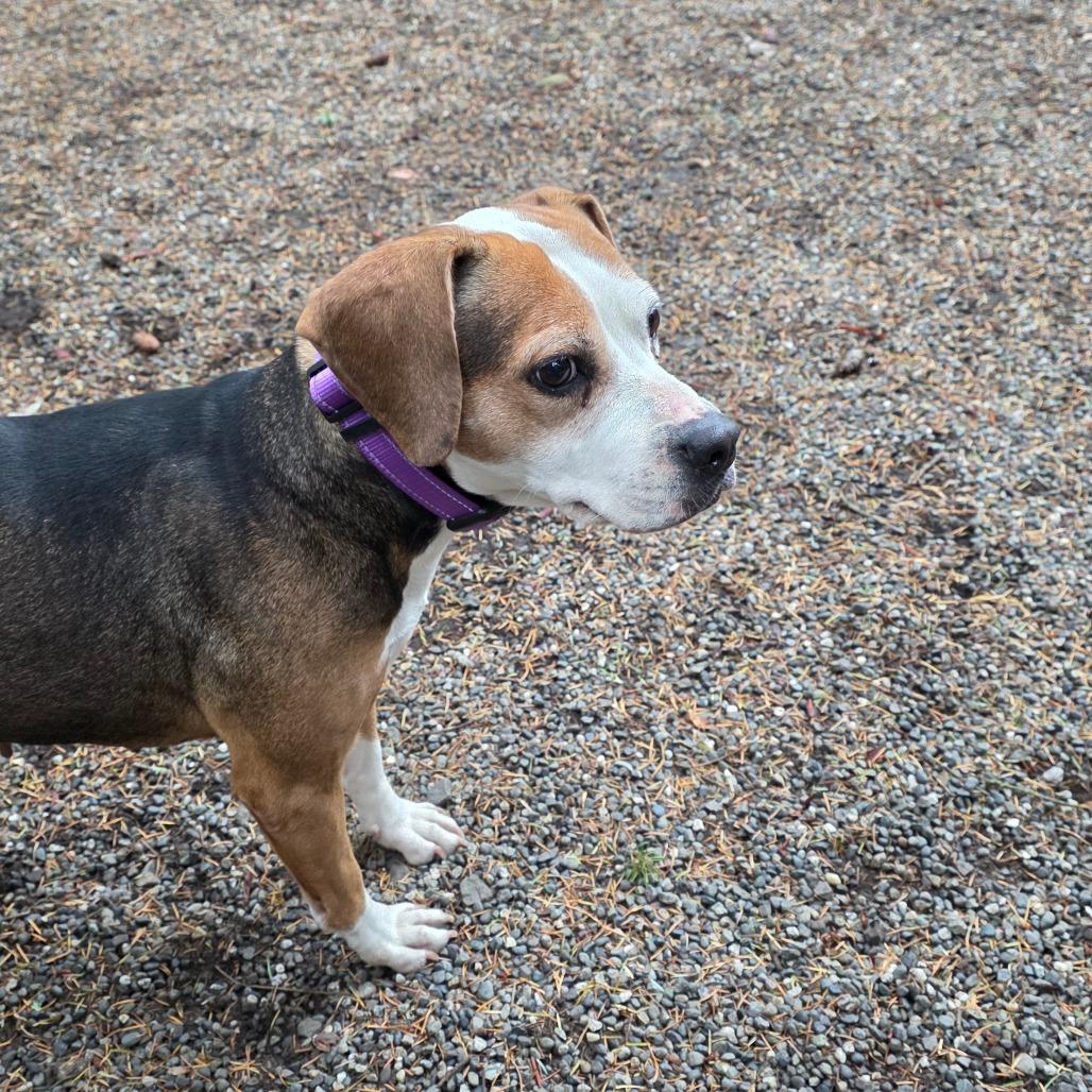 Enlarge Matilda, a Adoptable Beagle in Port Townsend, WA image 6/6