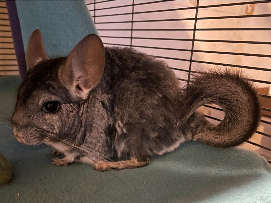 Chimichanga, a ADOPTABLE Chinchilla in West Chester, OH image 3/5