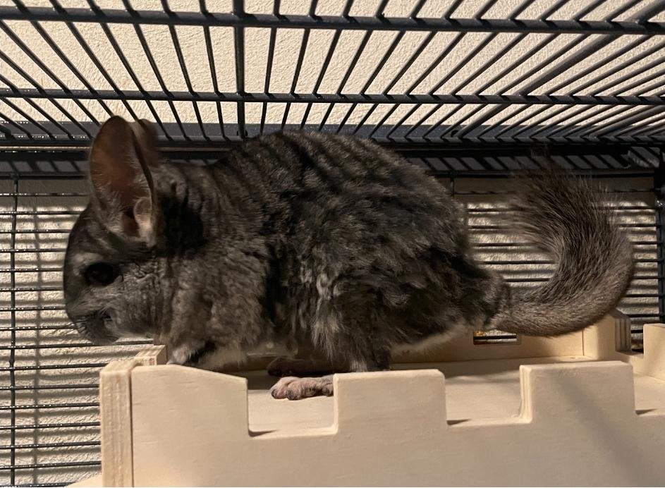 Chimichanga, a ADOPTABLE Chinchilla in West Chester, OH image 5/5