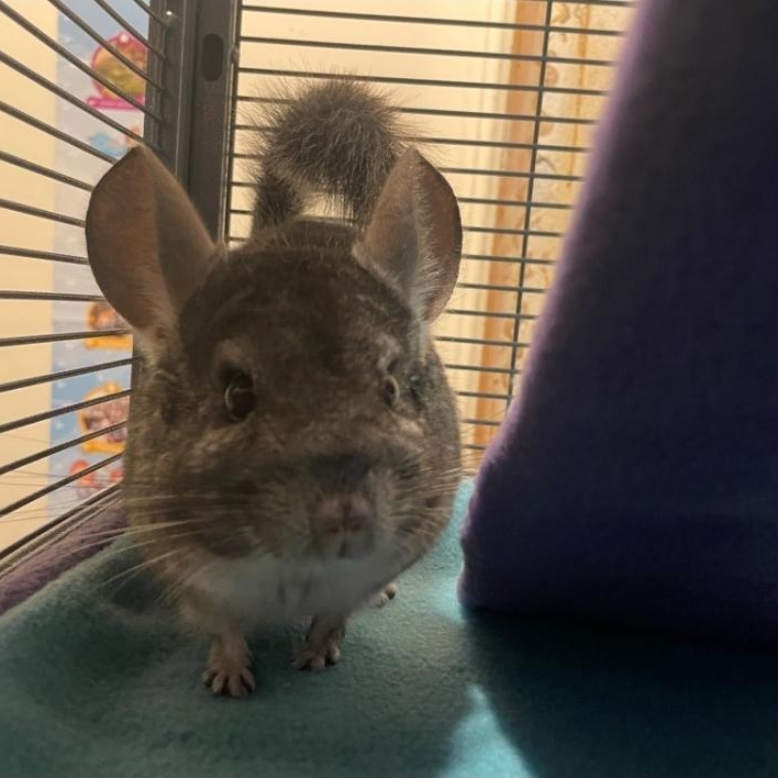 Chimichanga, a ADOPTABLE Chinchilla in West Chester, OH image 2/5