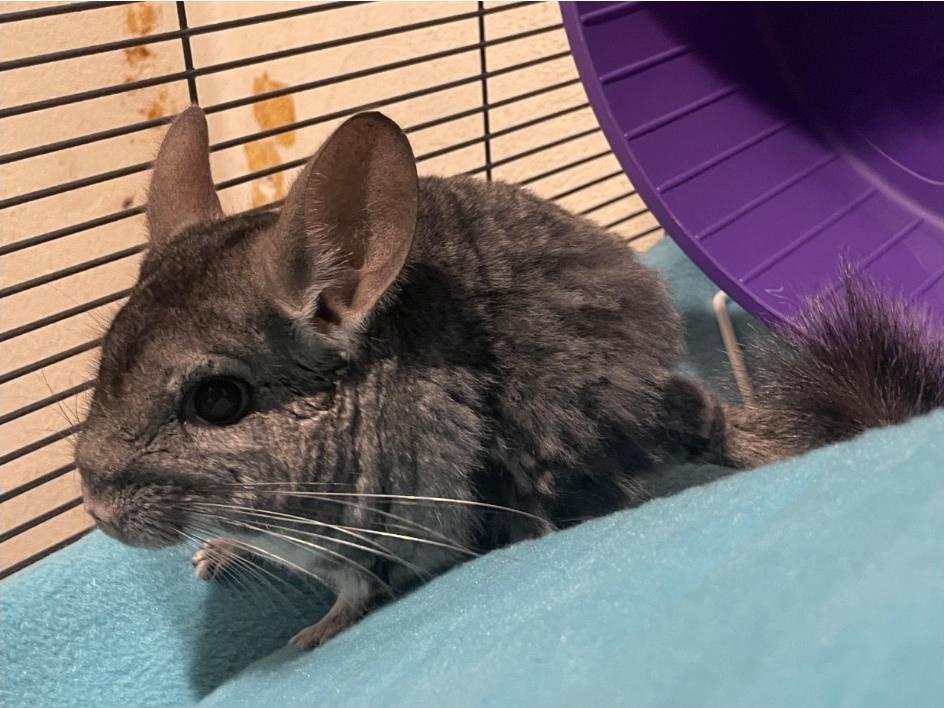 Chimichanga, a ADOPTABLE Chinchilla in West Chester, OH image 4/5