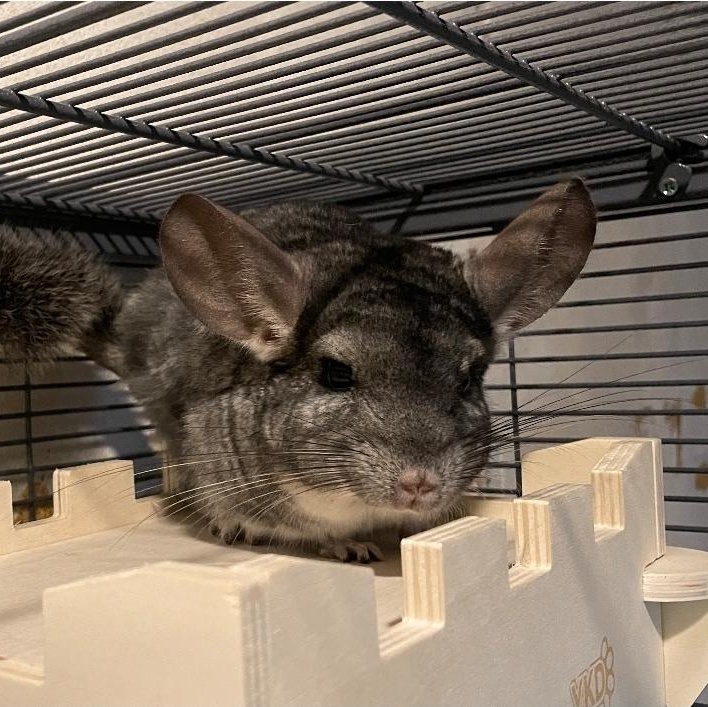 Chimichanga, a ADOPTABLE Chinchilla in West Chester, OH image 1/5