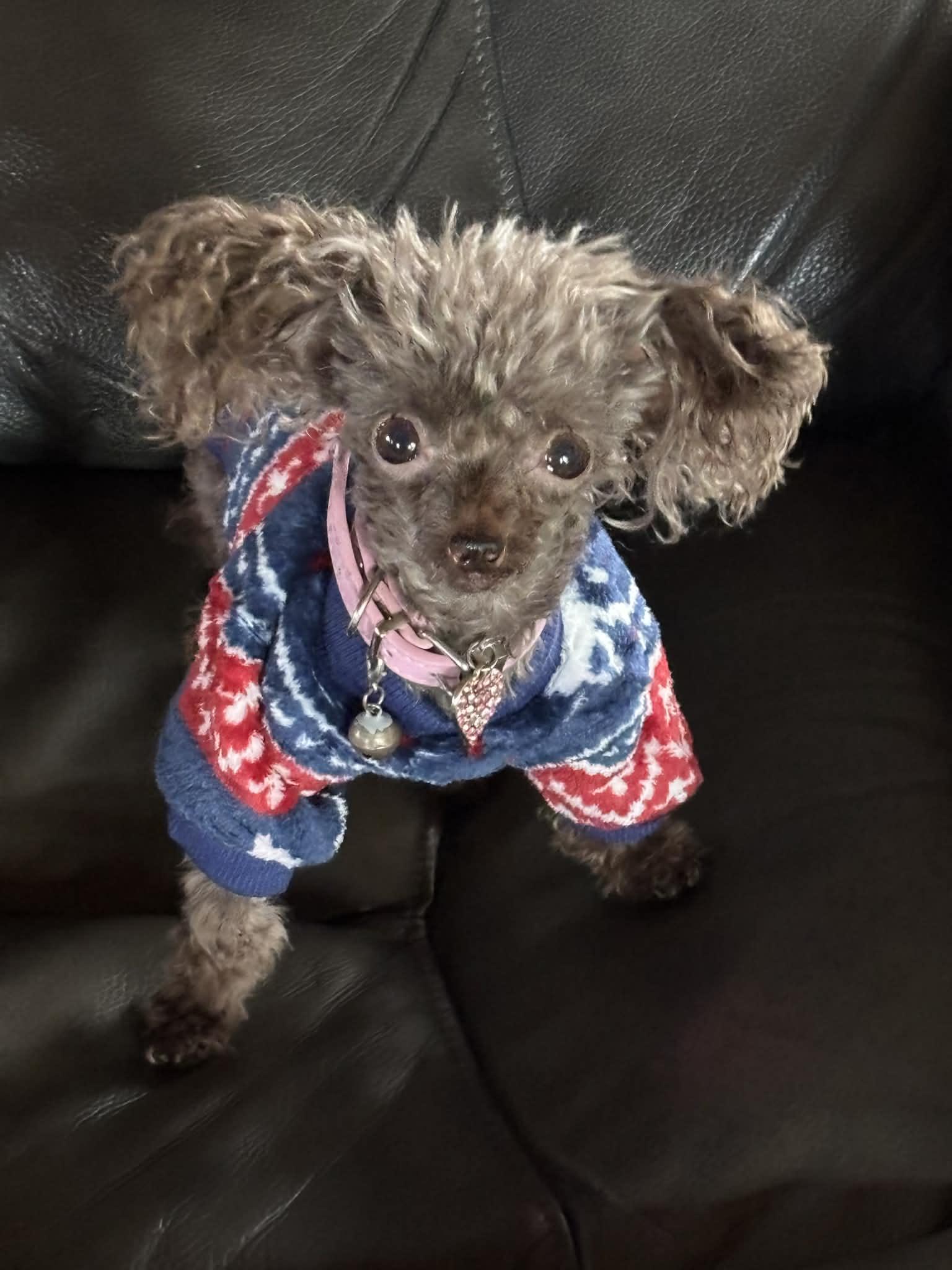 Roxy, ADOPTABLE, Adult Female Poodle (Toy).