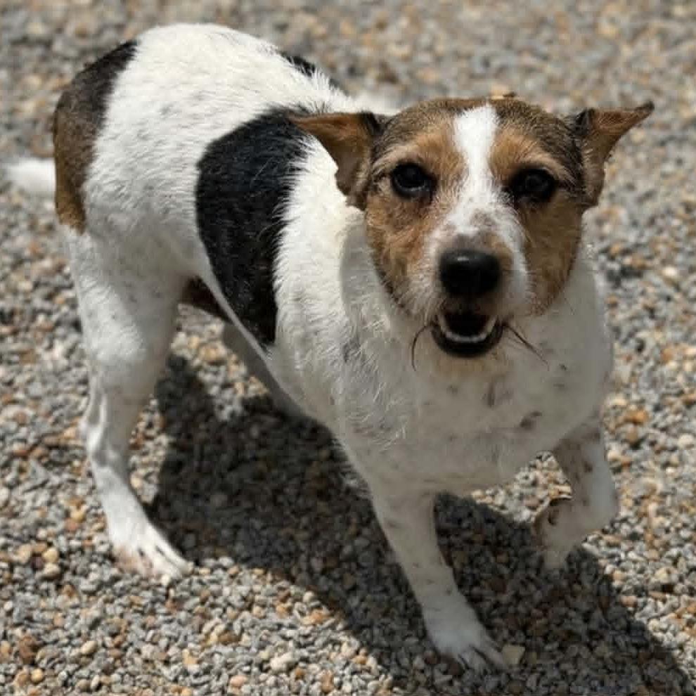 Francis, Adoptable, Adult Female Jack Russell Terrier & Mixed Breed.