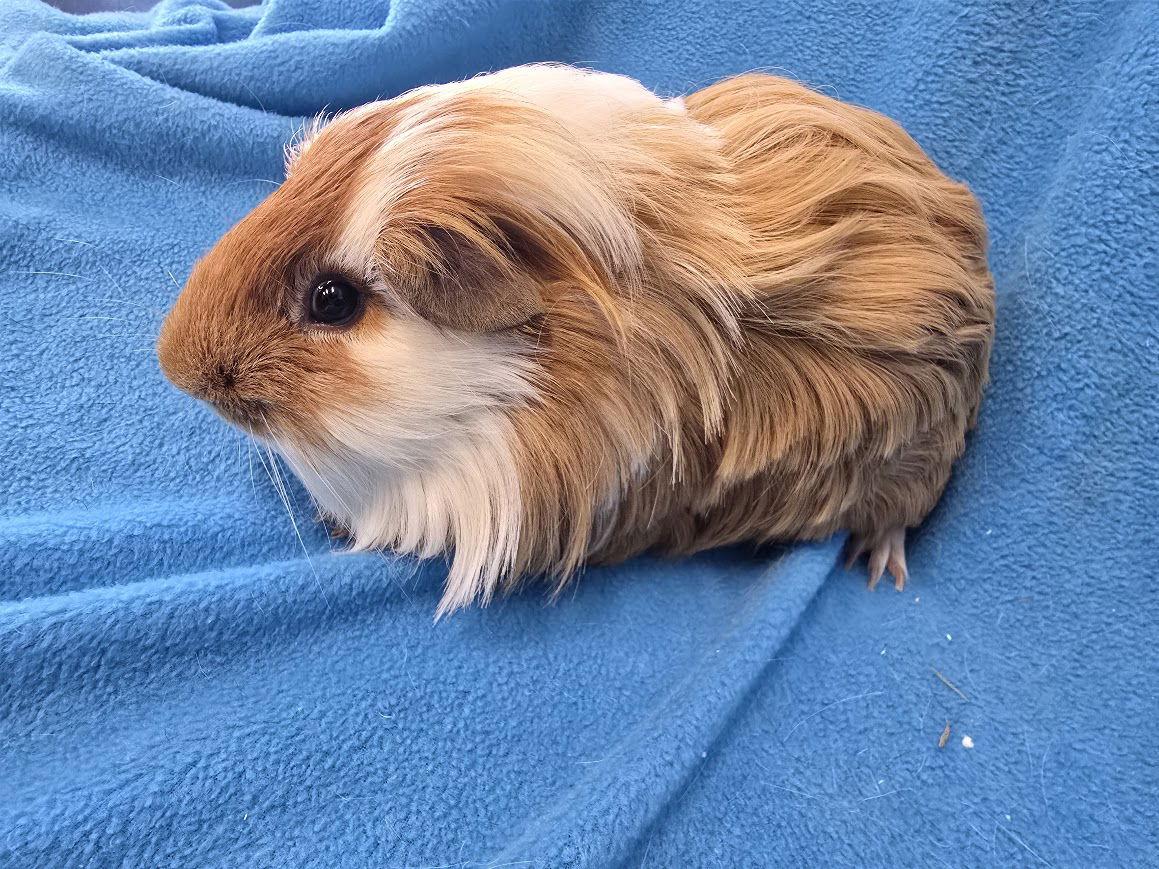 Enlarge Benji (pending), a Adoptable Guinea Pig in Baton Rouge, LA image 1/3