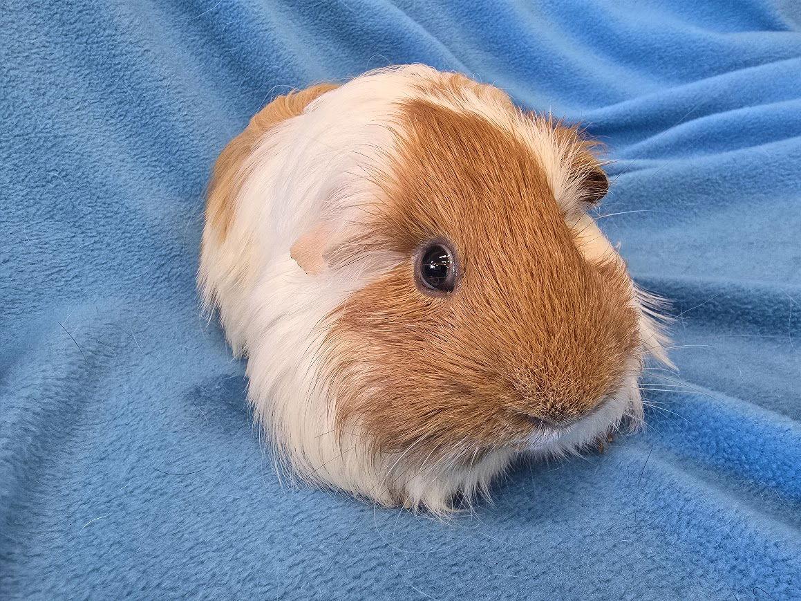Enlarge Benji (pending), a Adoptable Guinea Pig in Baton Rouge, LA image 2/3