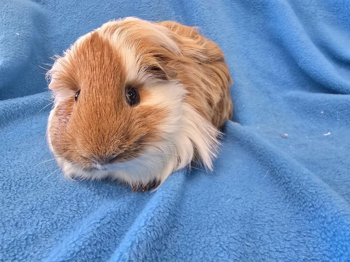 Enlarge Benji (pending), a Adoptable Guinea Pig in Baton Rouge, LA image 3/3