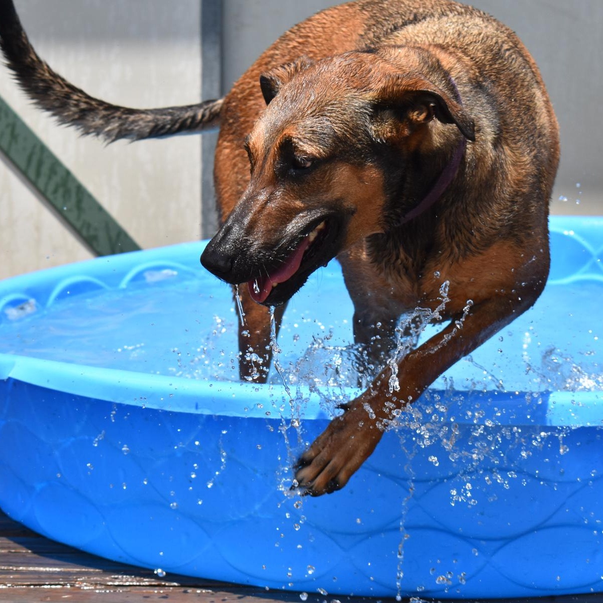 Ivy, an adoptable Greyhound, Belgian Shepherd / Malinois in Georgetown, TX, 78633 | Photo Image 1
