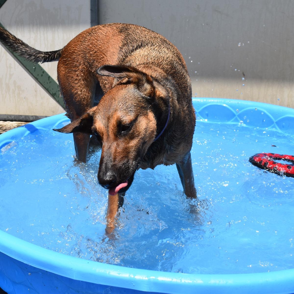 Ivy, an adoptable Greyhound, Belgian Shepherd / Malinois in Georgetown, TX, 78633 | Photo Image 3