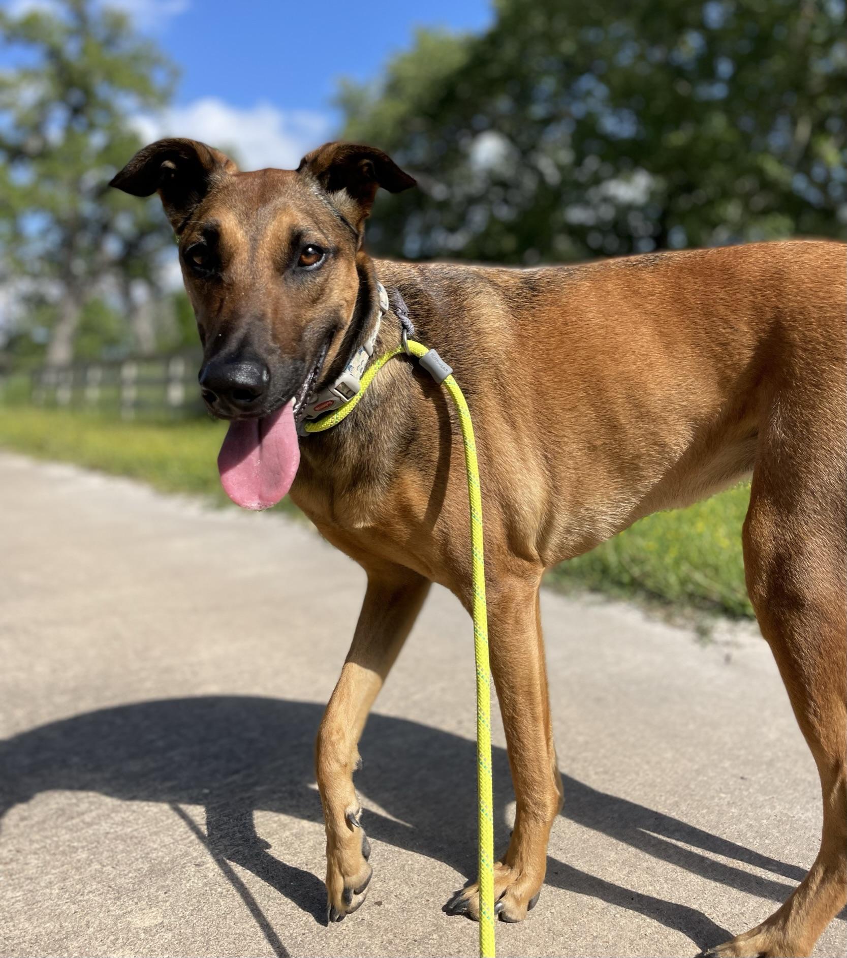 Ivy, an adoptable Greyhound, Belgian Shepherd / Malinois in Georgetown, TX, 78633 | Photo Image 5