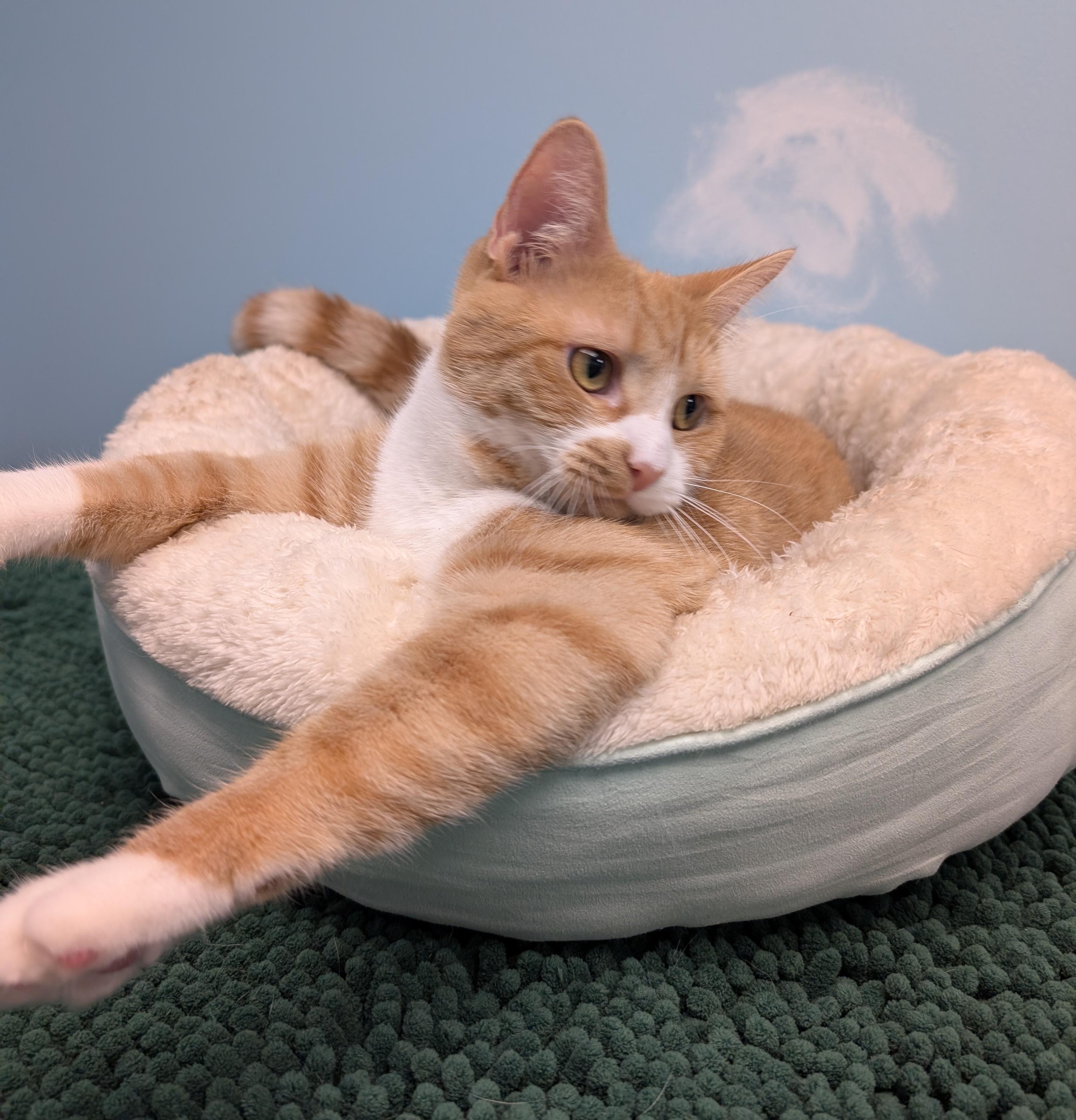 Enlarge Honey, a ADOPTABLE mixed breed in Smithfield, NC image 3/6