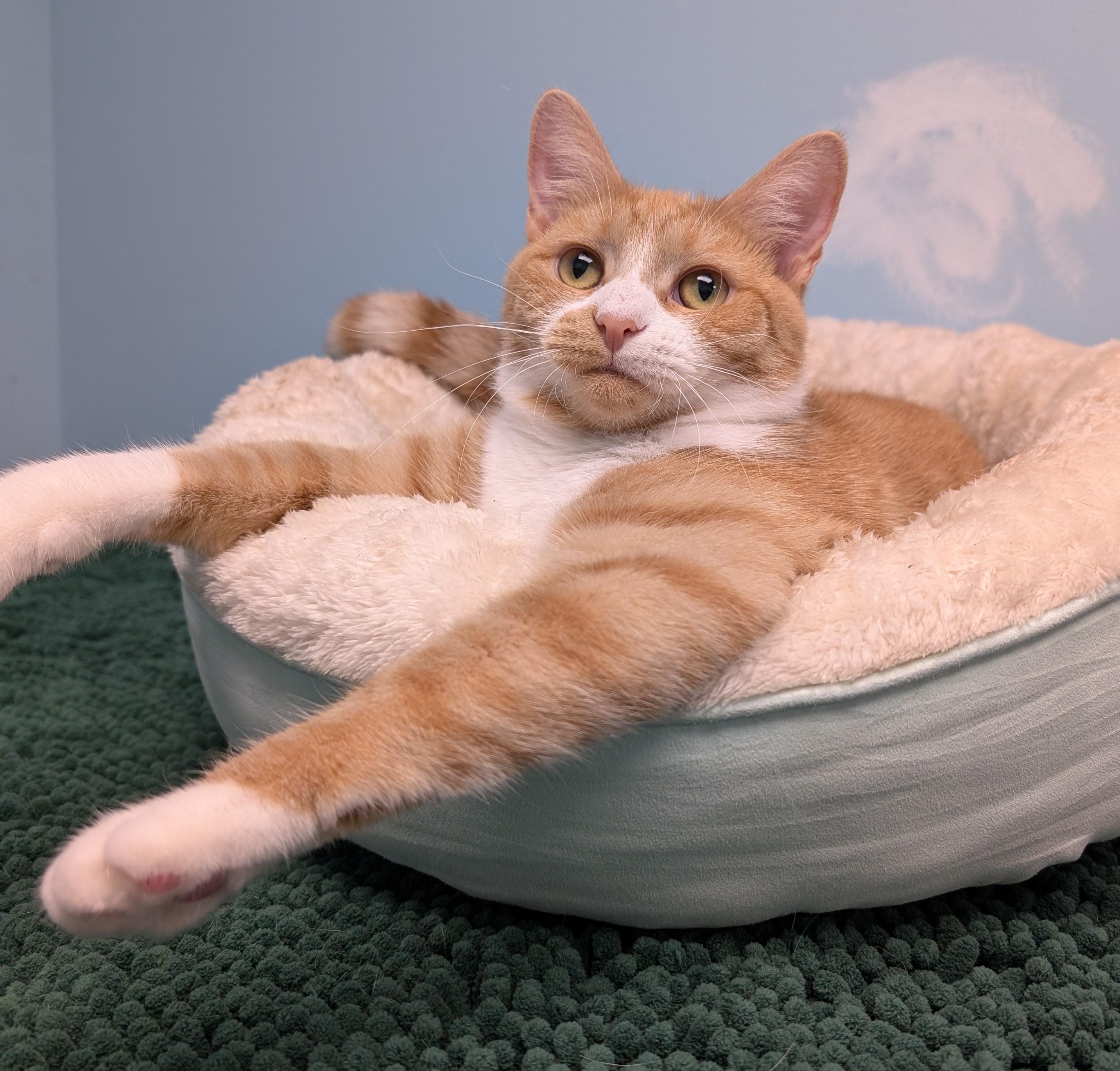 Enlarge Honey, a ADOPTABLE mixed breed in Smithfield, NC image 1/6