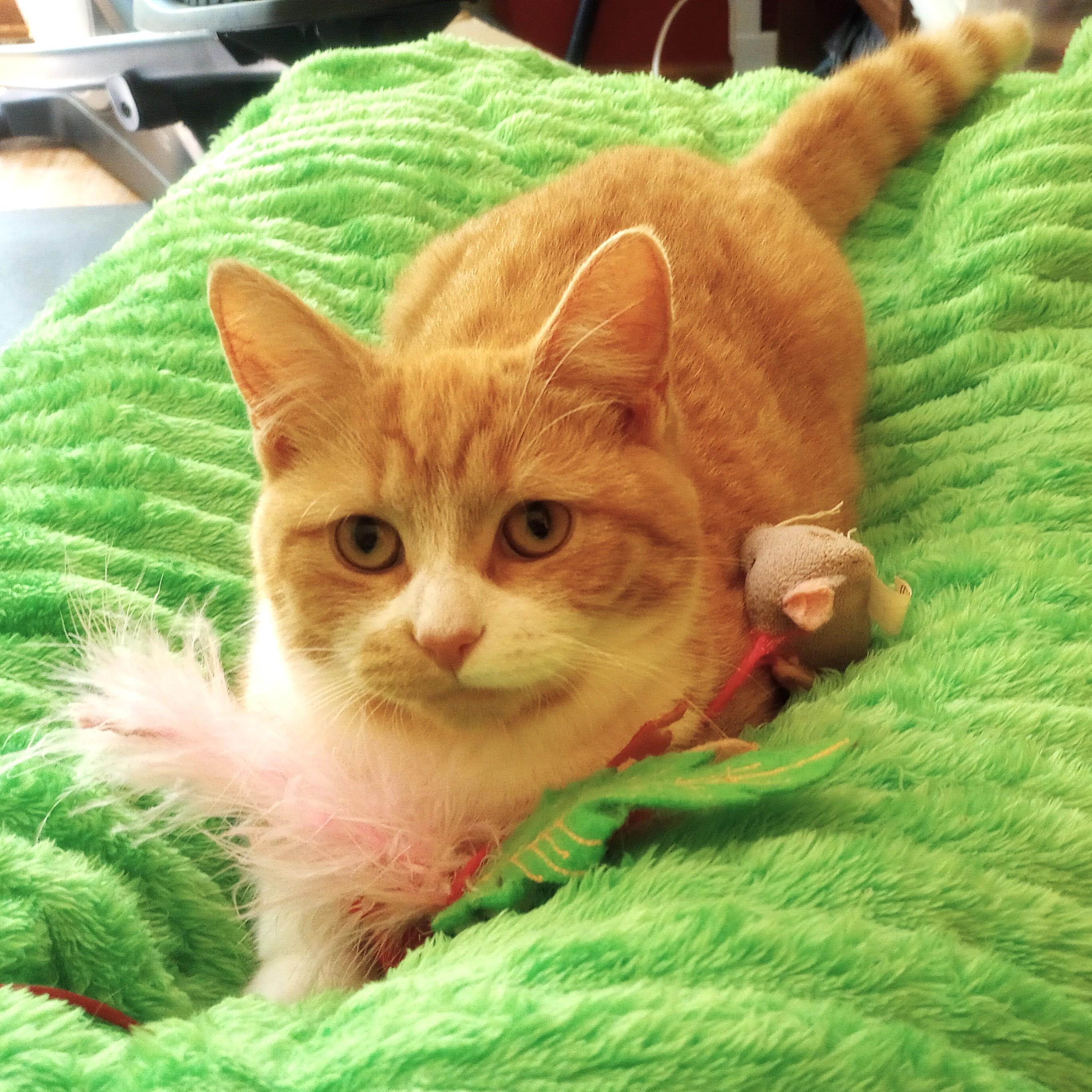 Honey, ADOPTABLE, Kitten Female Tabby & Domestic Short Hair.