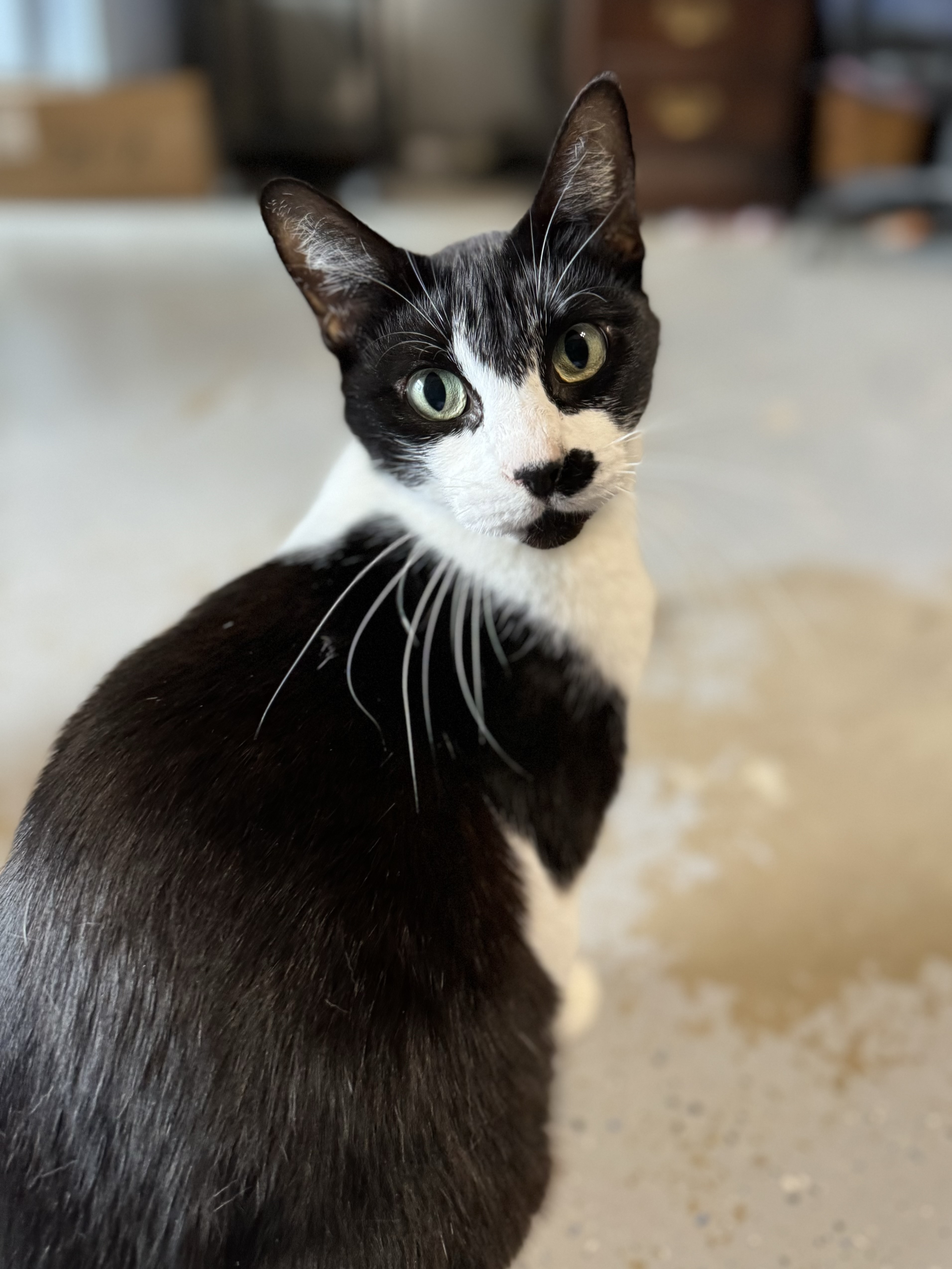 Tilly, a Adoptable Domestic Short Hair in Mineola, TX image 1/2