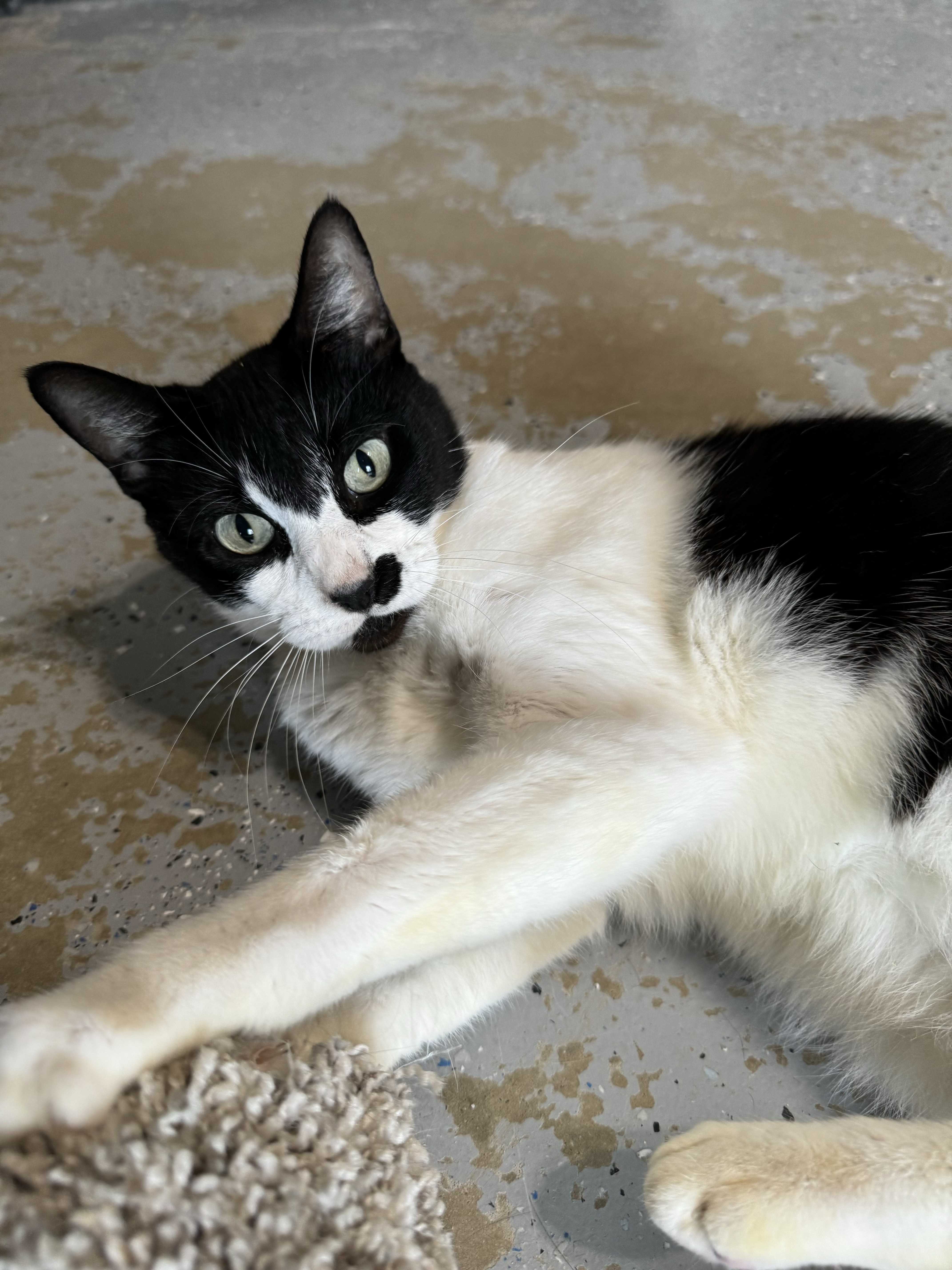 Tilly, a Adoptable Domestic Short Hair in Mineola, TX image 2/2