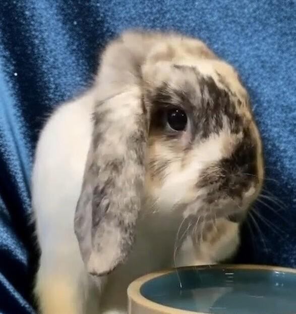Enlarge Elvis, a Adoptable Mini Lop in Dallas, PA image 1/3