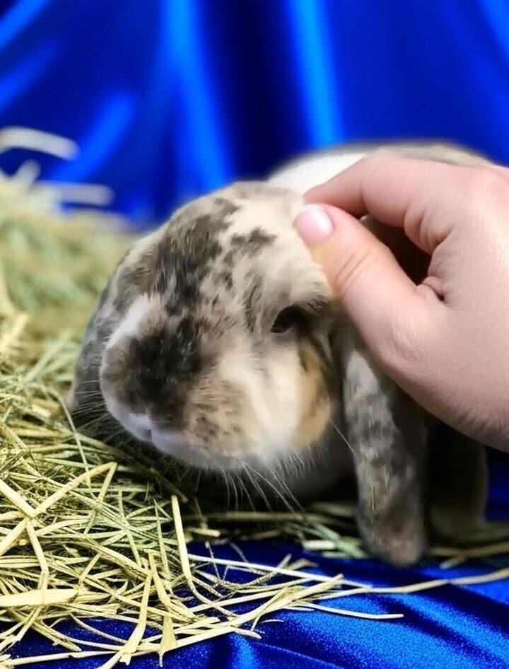 Enlarge Elvis, a Adoptable Mini Lop in Dallas, PA image 2/3