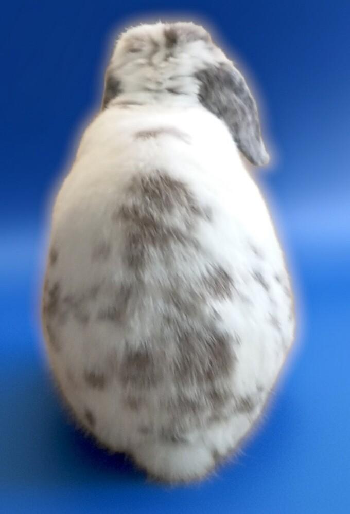 Enlarge Elvis, a Adoptable Mini Lop in Dallas, PA image 3/3
