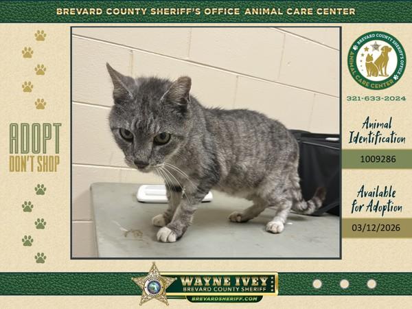 Klaus, Adoptable, Senior Male Domestic Short Hair.