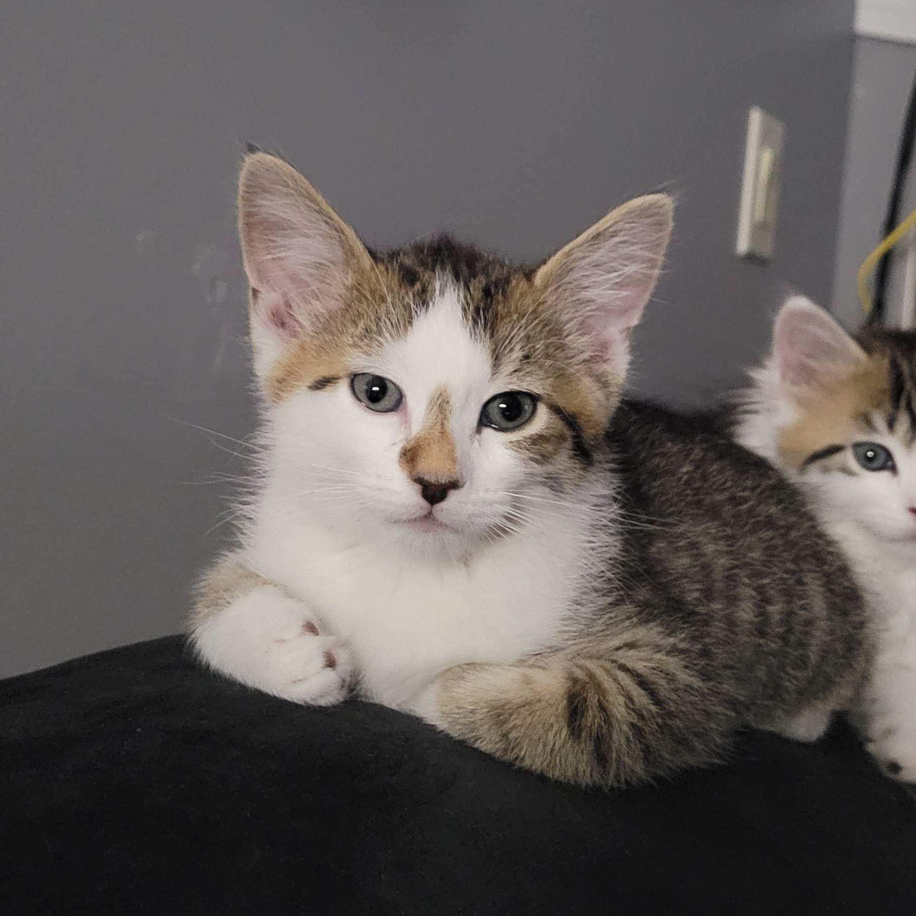 Apollo - Best friends with Comet, Baby Male Domestic Short Hair