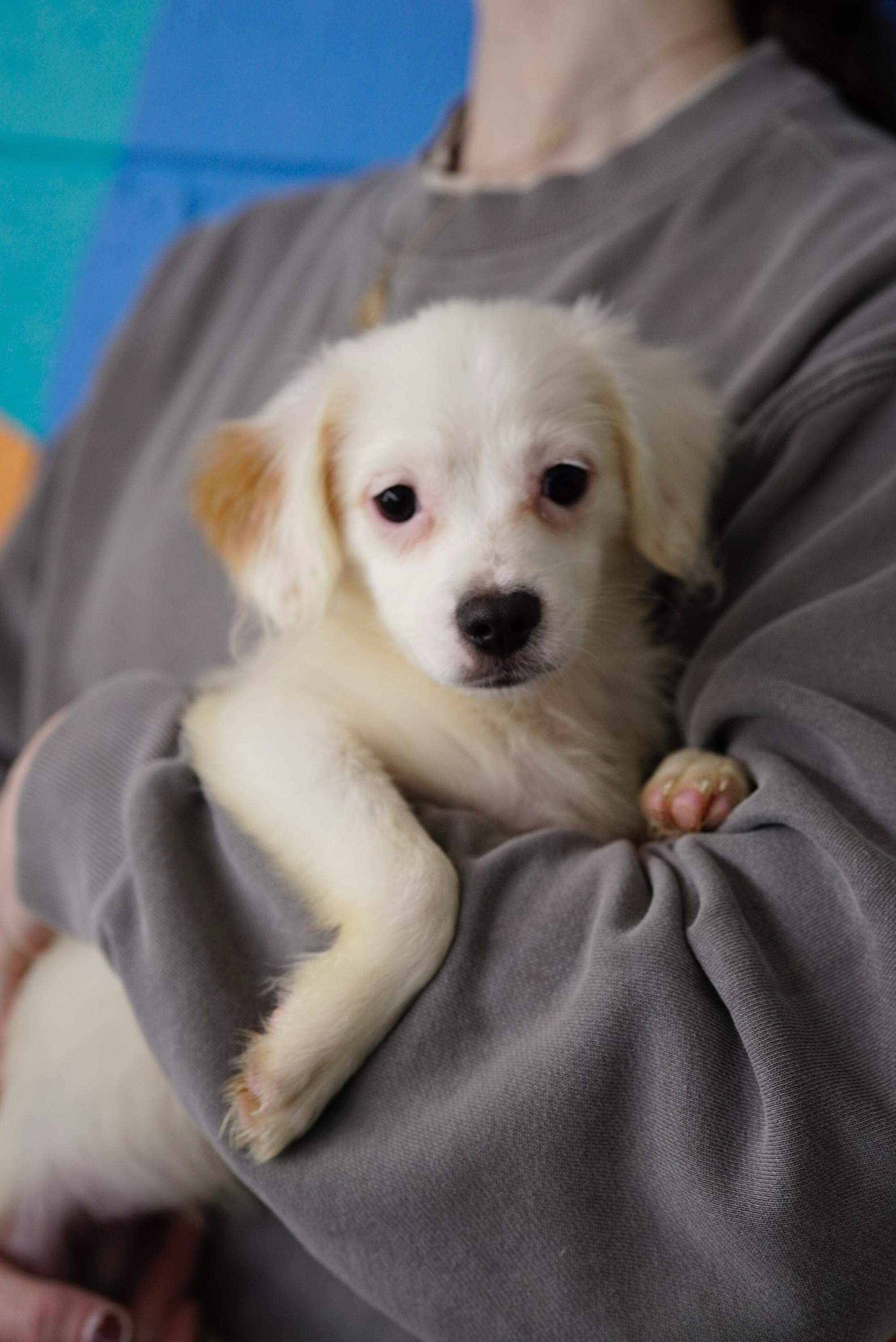 Kim, ADOPTABLE, Puppy Female Spaniel & Pomeranian.