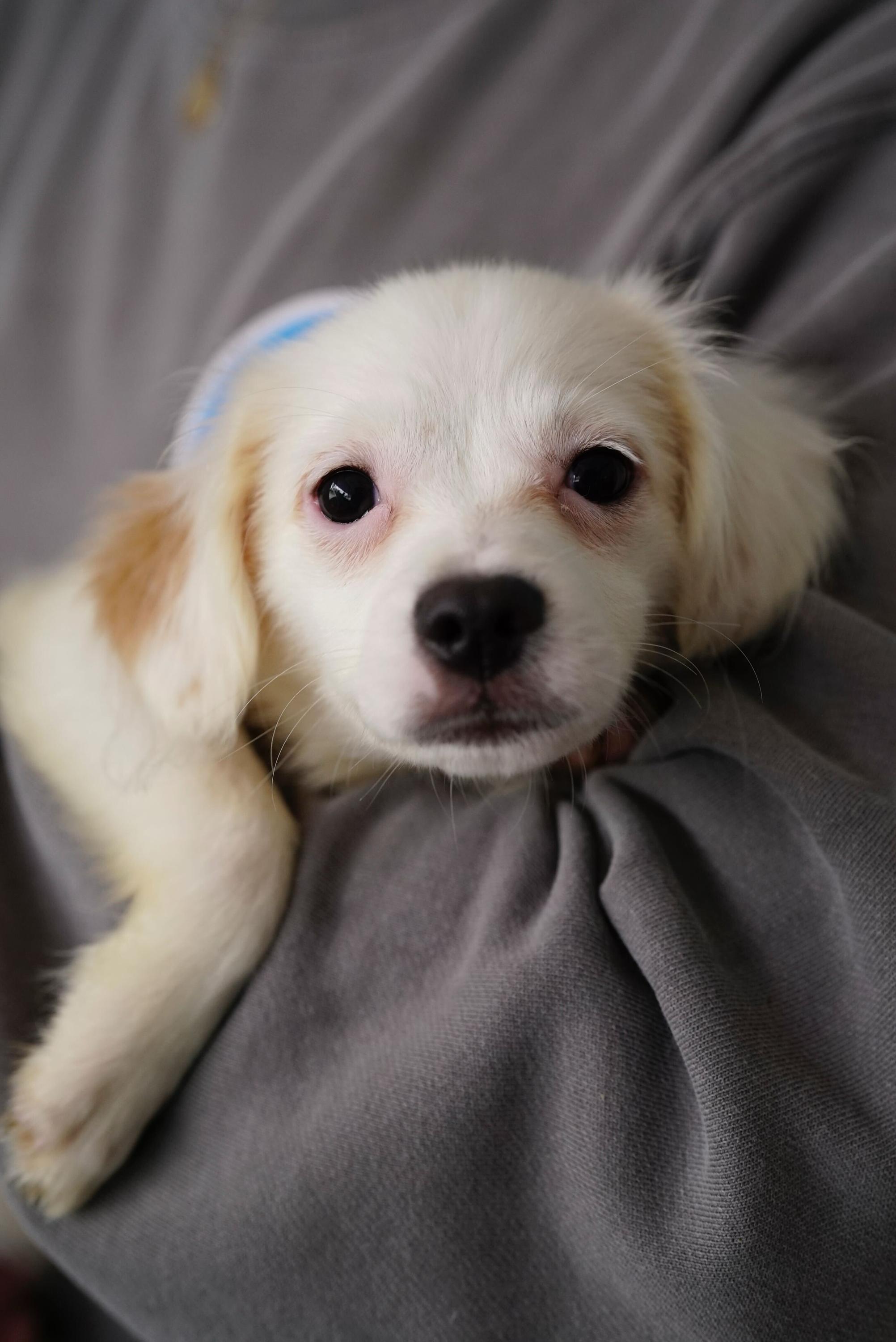 Enlarge Kim, a ADOPTABLE mixed breed in Pasadena, CA image 3/3