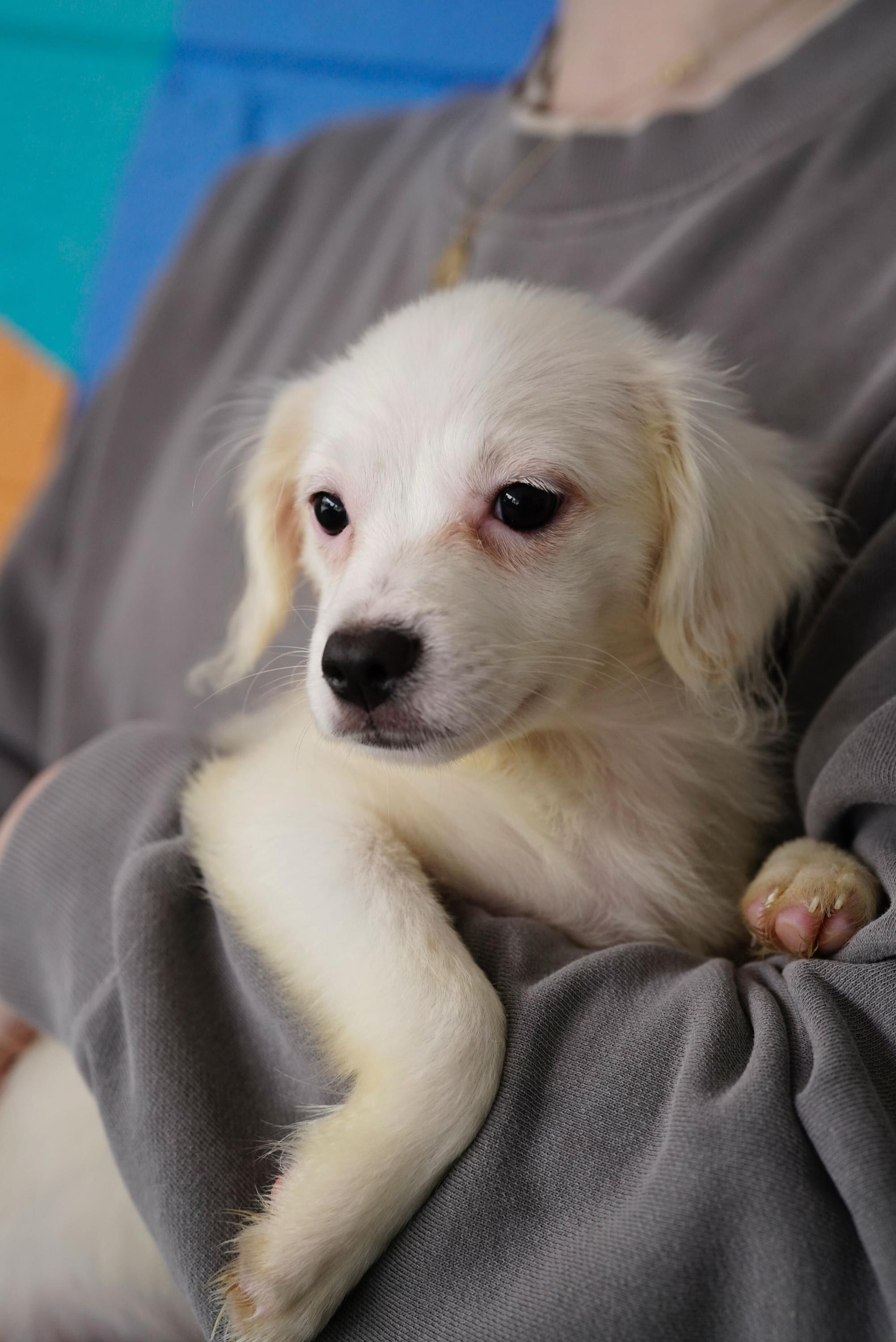 Enlarge Kim, a ADOPTABLE mixed breed in Pasadena, CA image 2/3