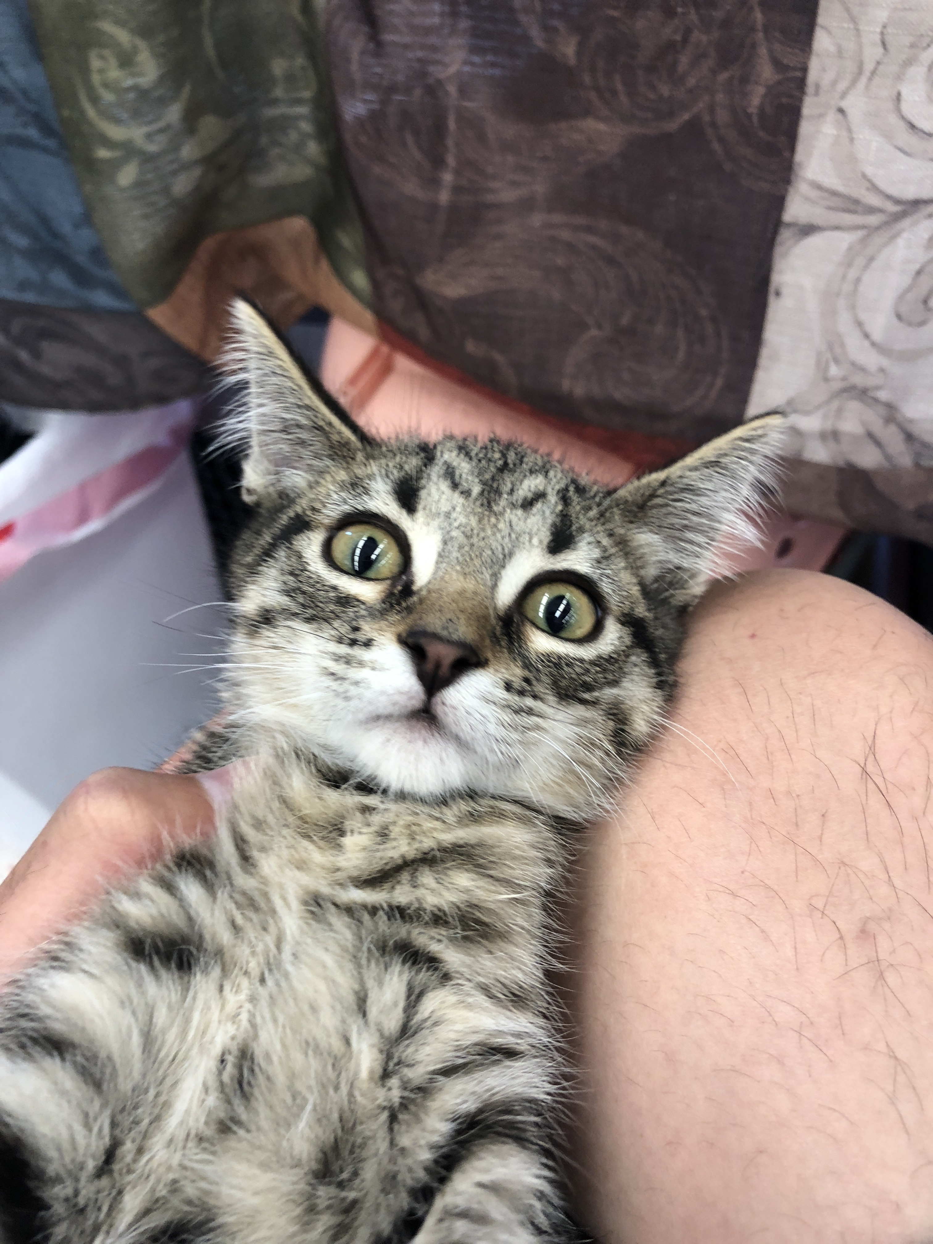 Ruby, a Adoptable mixed breed in Buena Park, CA image 1/4