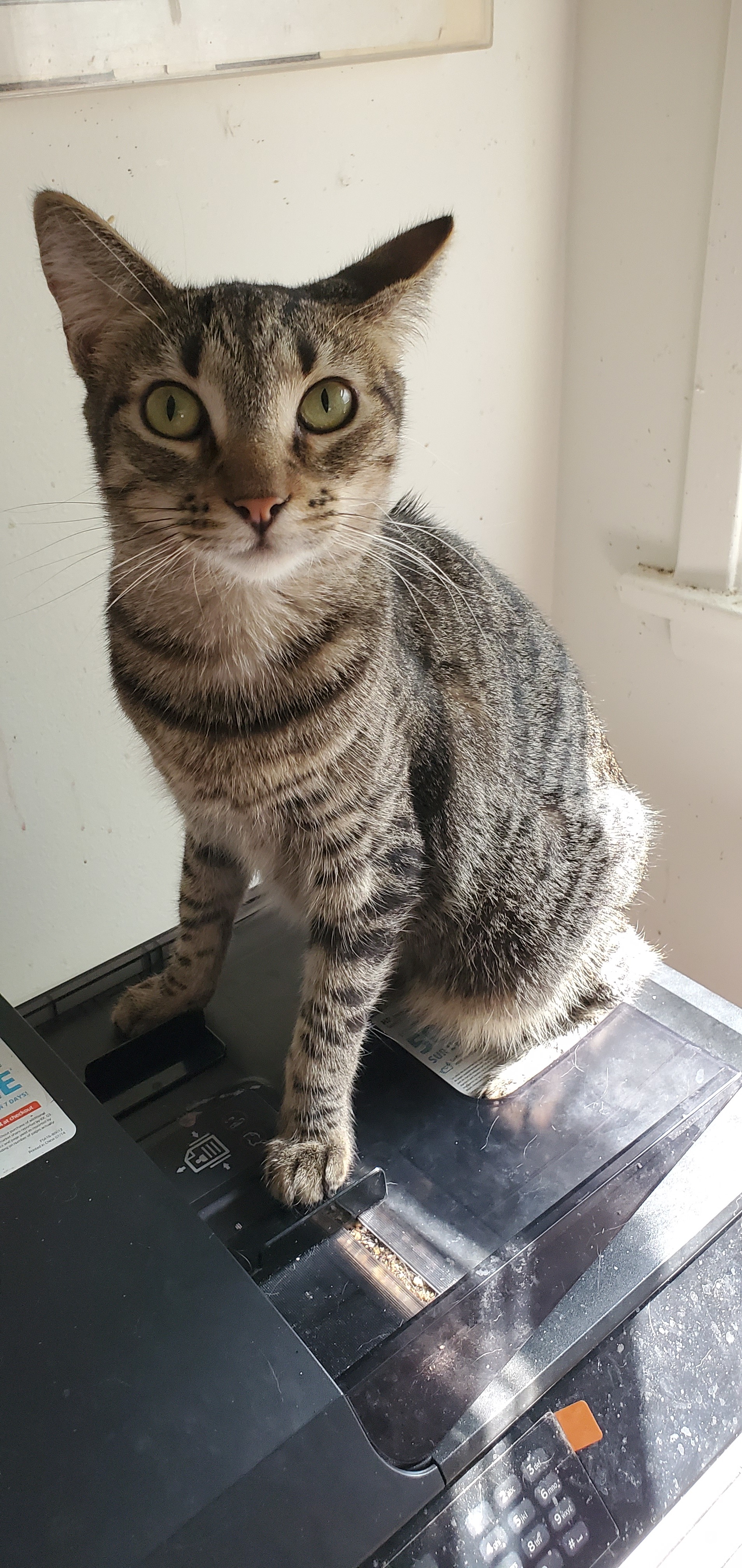 Ruby, a Adoptable mixed breed in Buena Park, CA image 2/4