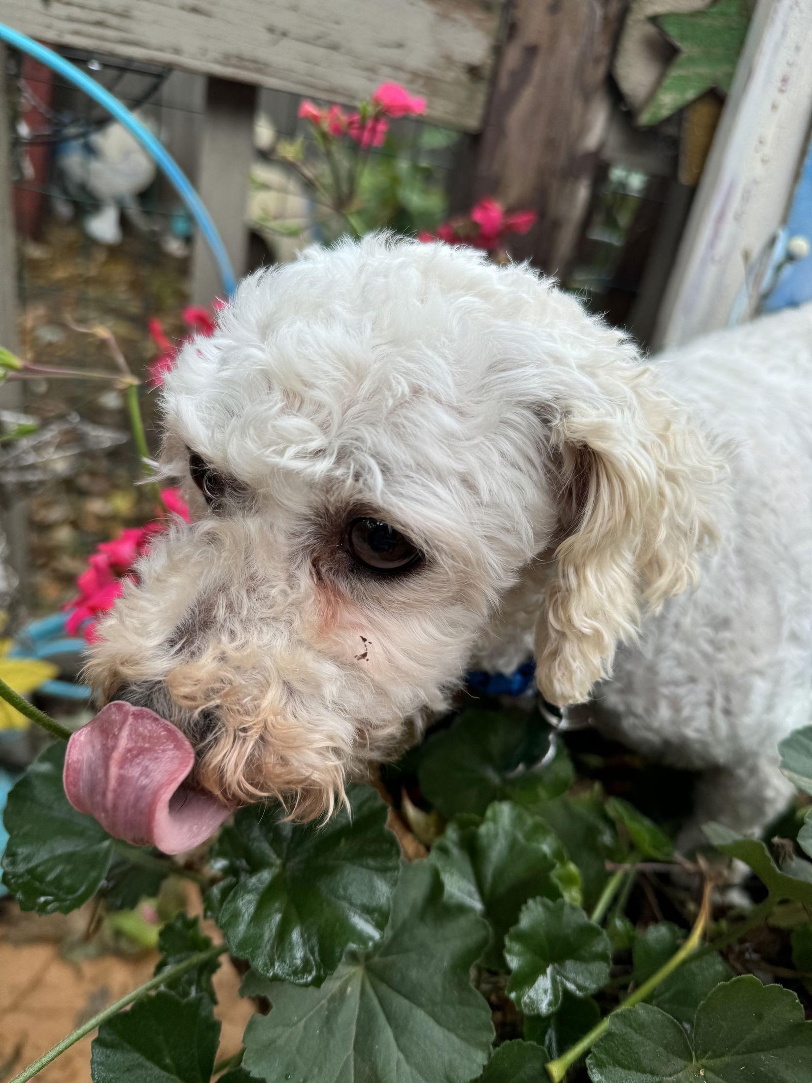 Frost, a Adoptable Bichon Frise in Sioux Falls, SD image 1/3