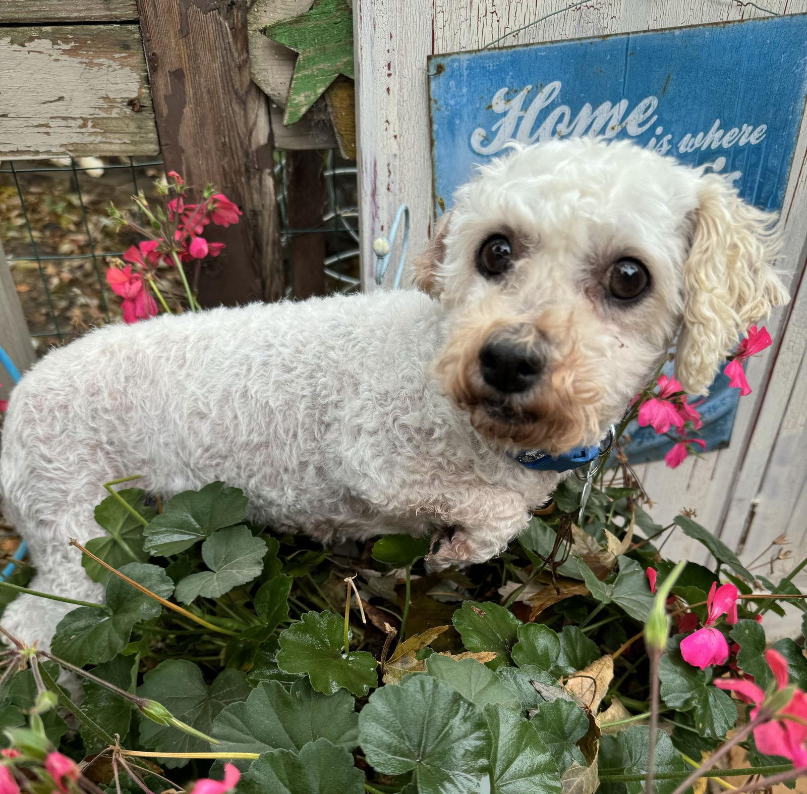 Frost, a Adoptable Bichon Frise in Sioux Falls, SD image 2/3