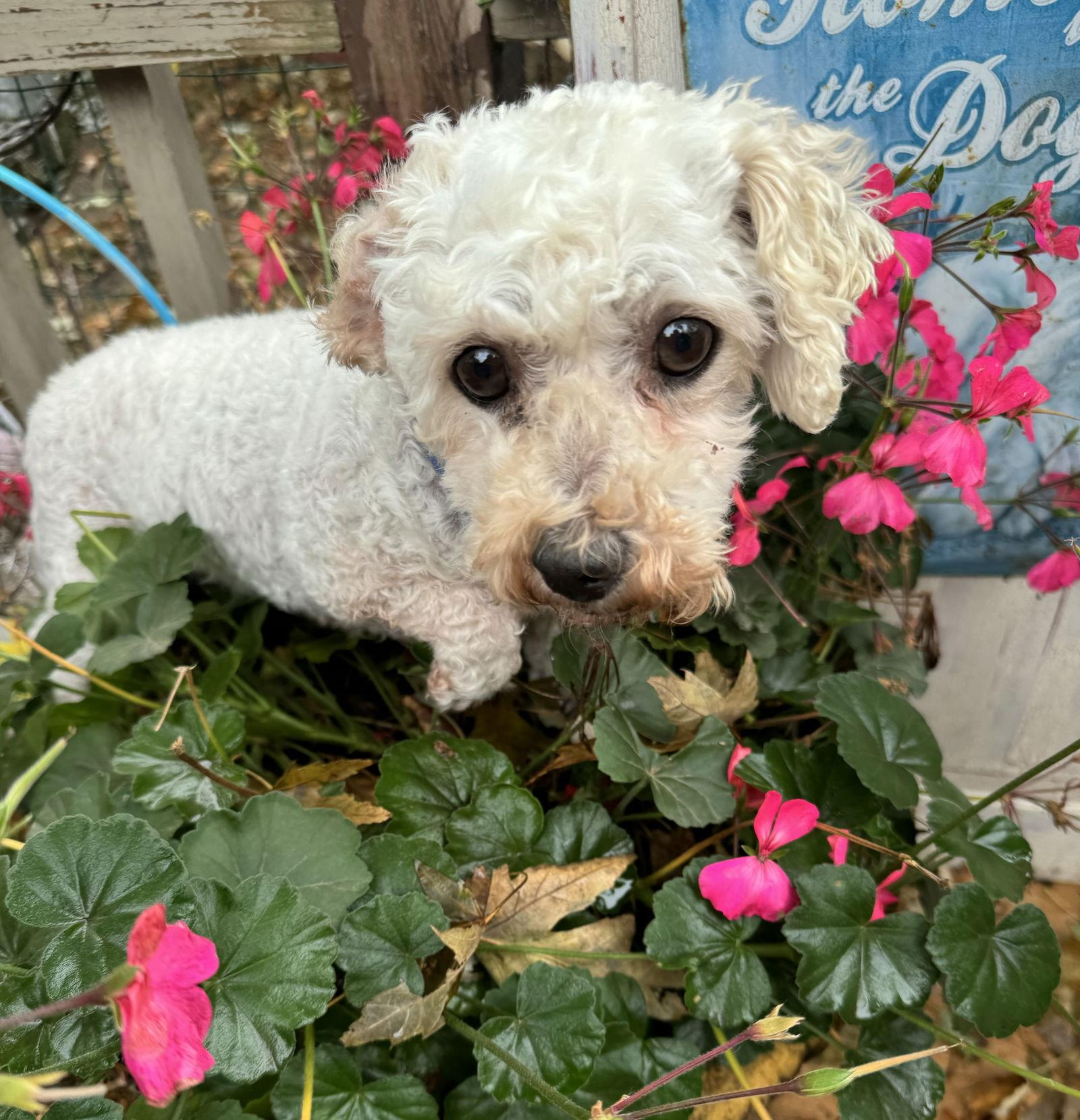 Frost, a Adoptable Bichon Frise in Sioux Falls, SD image 3/3