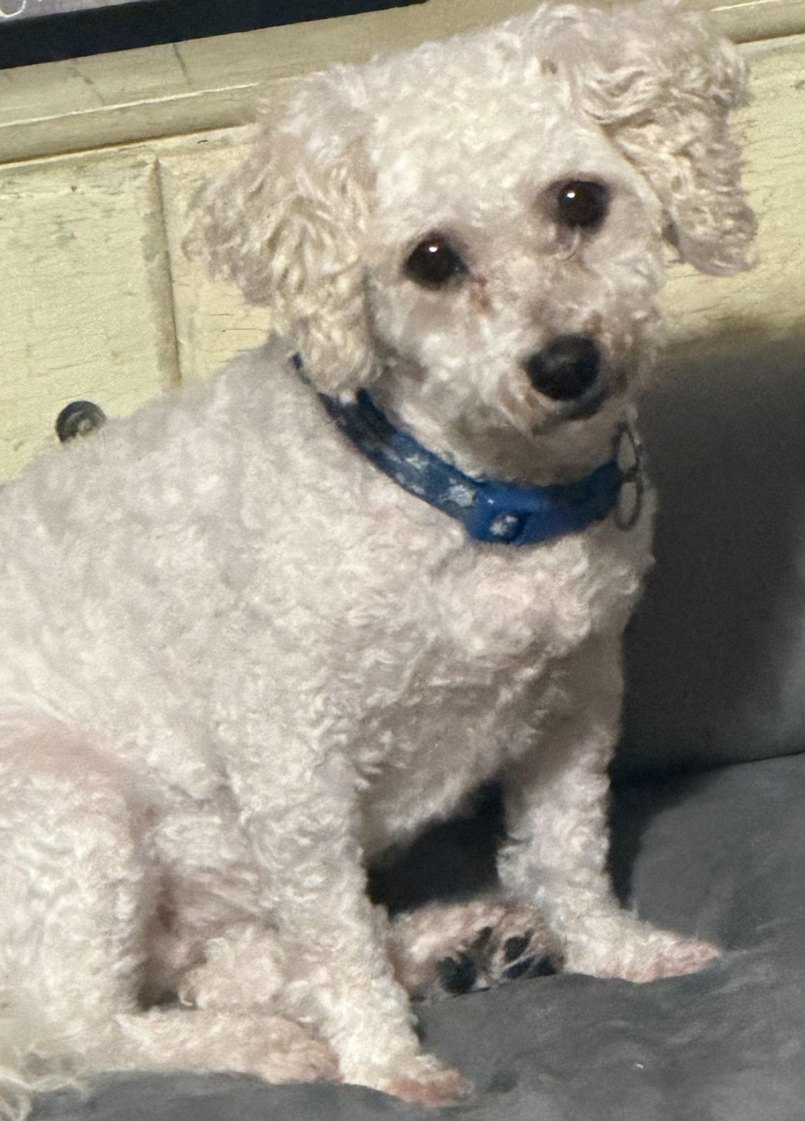 Enlarge Frost, a Adoptable Bichon Frise in Sioux Falls, SD image 3/3