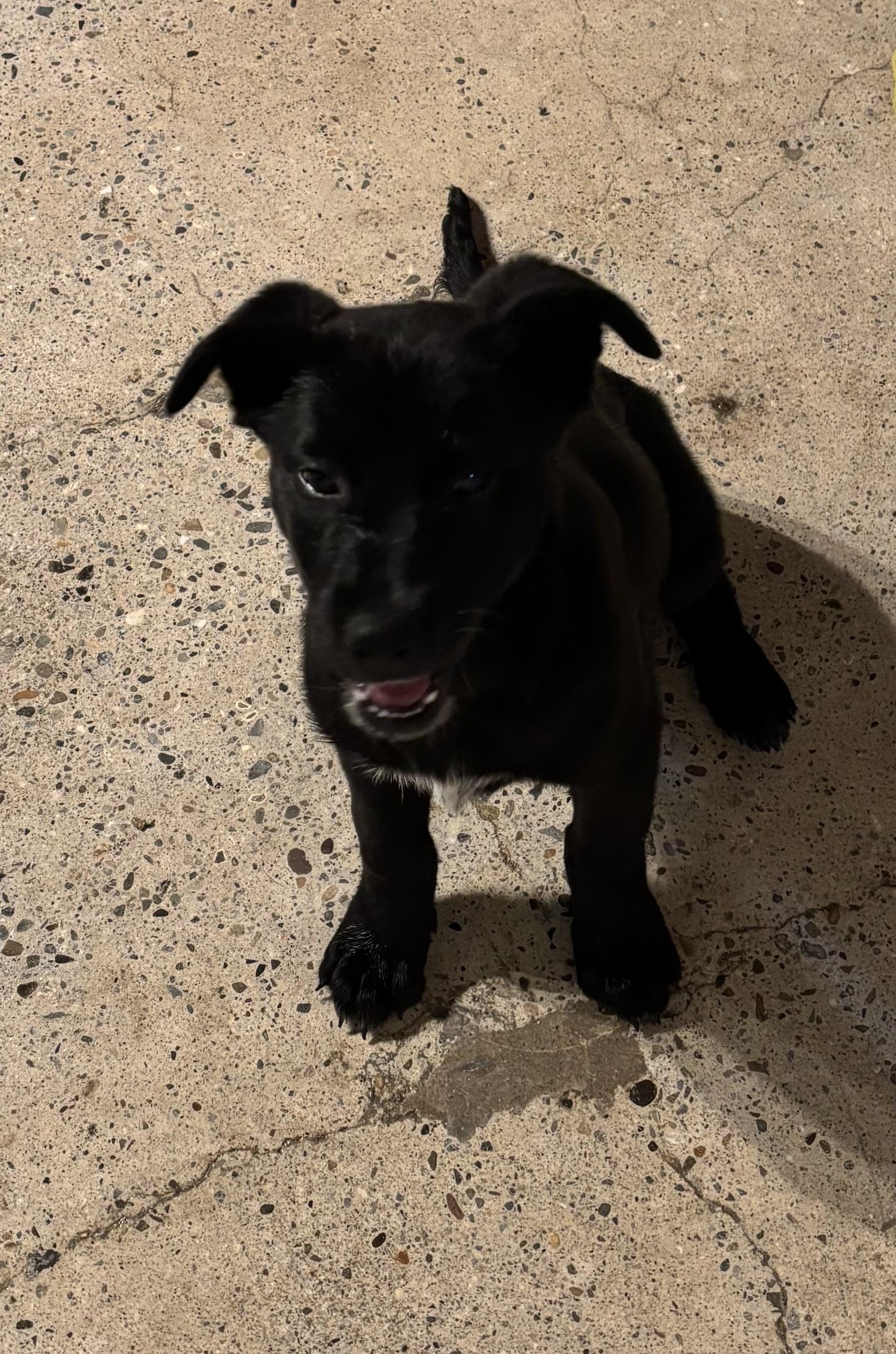 Bennet, ADOPTABLE, Puppy Female Black Labrador Retriever.