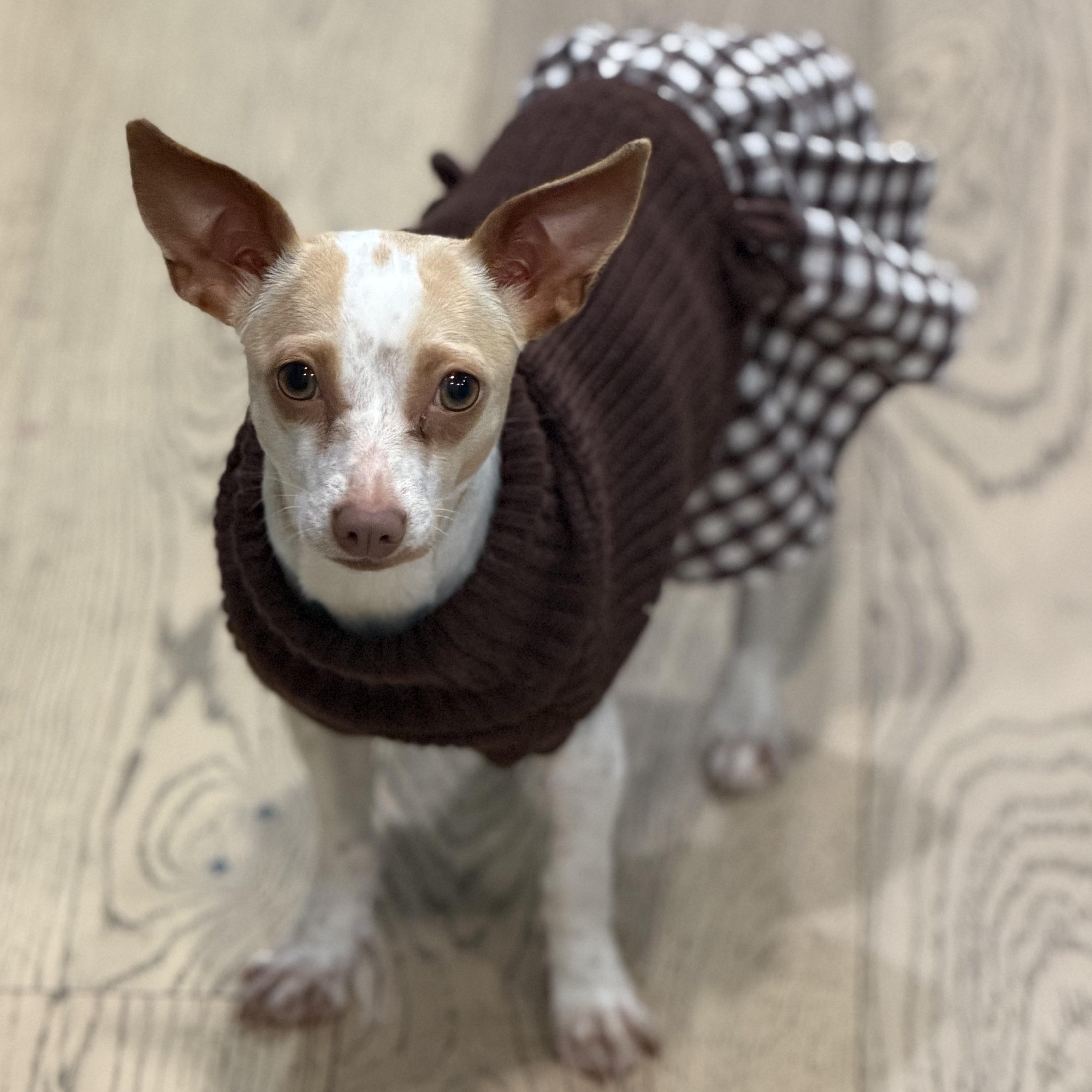 Ms. Velcro Bitsy, ADOPTABLE, Young Female Chihuahua & Fox Terrier.
