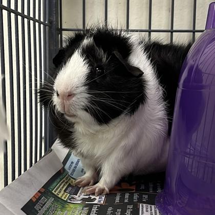 Enlarge Pepper, a Adoptable mixed breed in New Hope, PA image 1/3