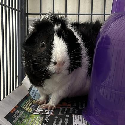 Enlarge Pepper, a Adoptable mixed breed in New Hope, PA image 3/3
